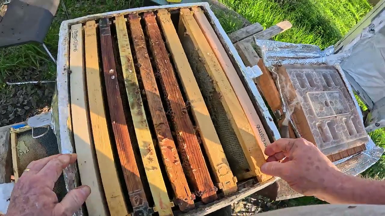 LIL'HIVE-1 IN TROUBLE (Part2) #beekeeper #beehive #varroa #apimaye #condensinghive