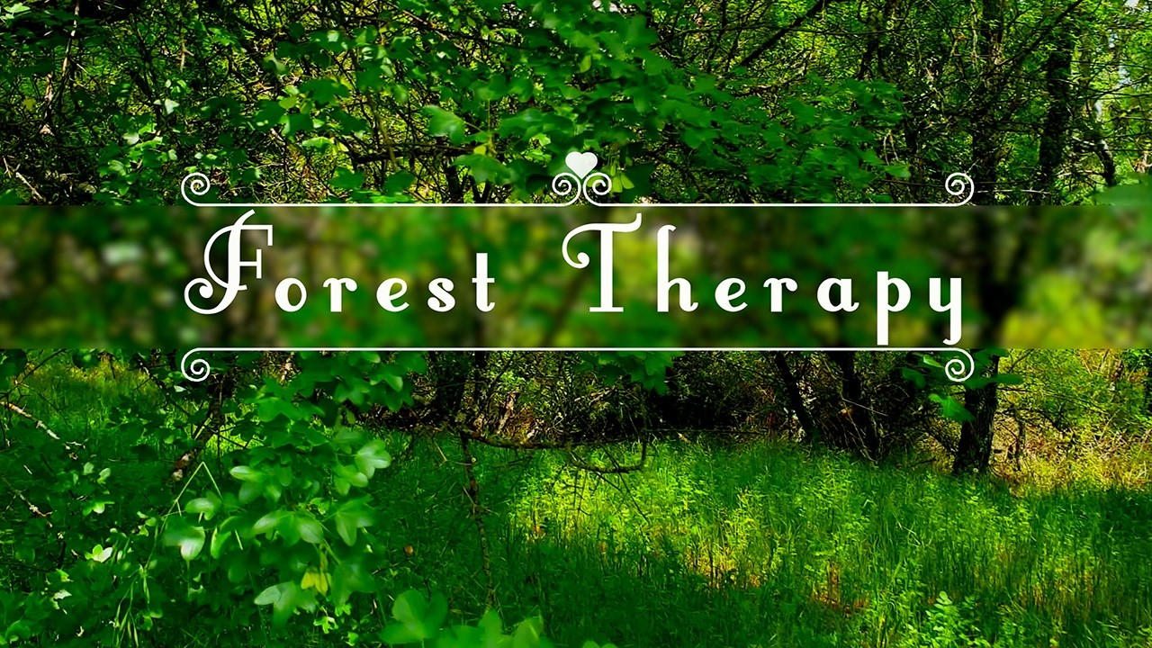 FOREST THERAPY 🌳Begin Your Day with Positive Energy of Healing Forest Sounds 🌳FRESH MORNING Ambience