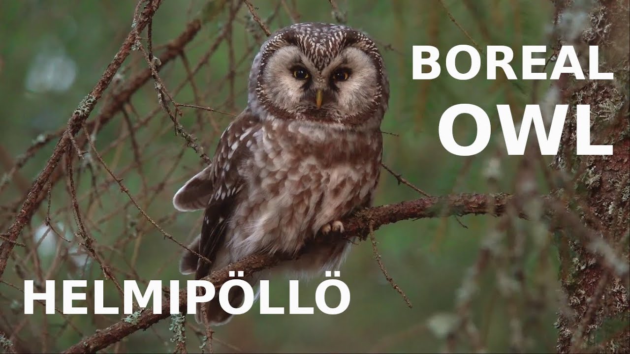 🇬🇧  Boreal owl - 🇫🇮 Helmipöllö - 🇫🇷 Chouette de Tengmalm (Aegolius funereus) ~ Spring 2019