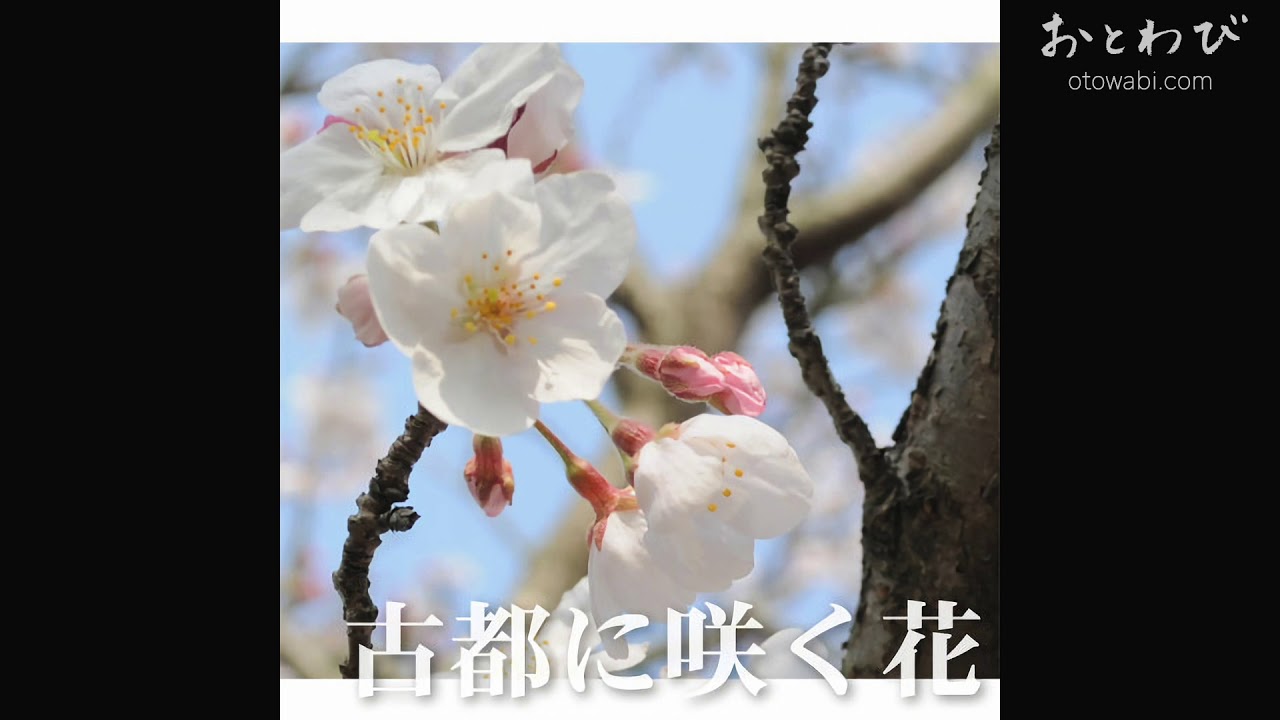 はかなげ和風楽曲・古都に咲く花【おとわび和風音楽素材】