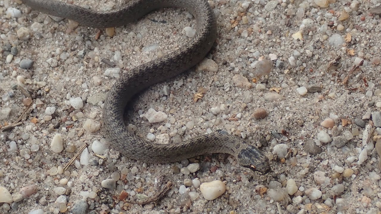 Op zoek naar de Hazelworm en de Gladde slang; #Vlog307