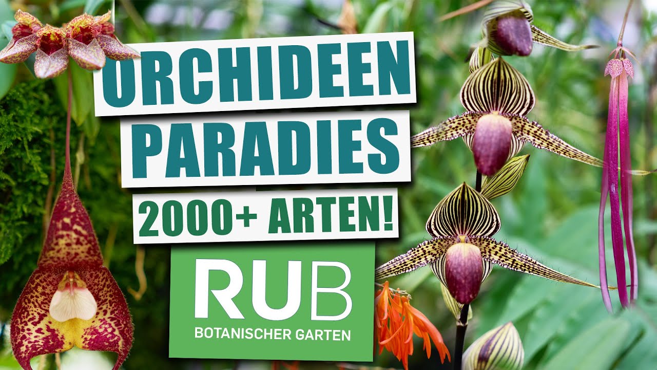 Im Orchideenparadies (BoGa Bochum) | JL On Tour