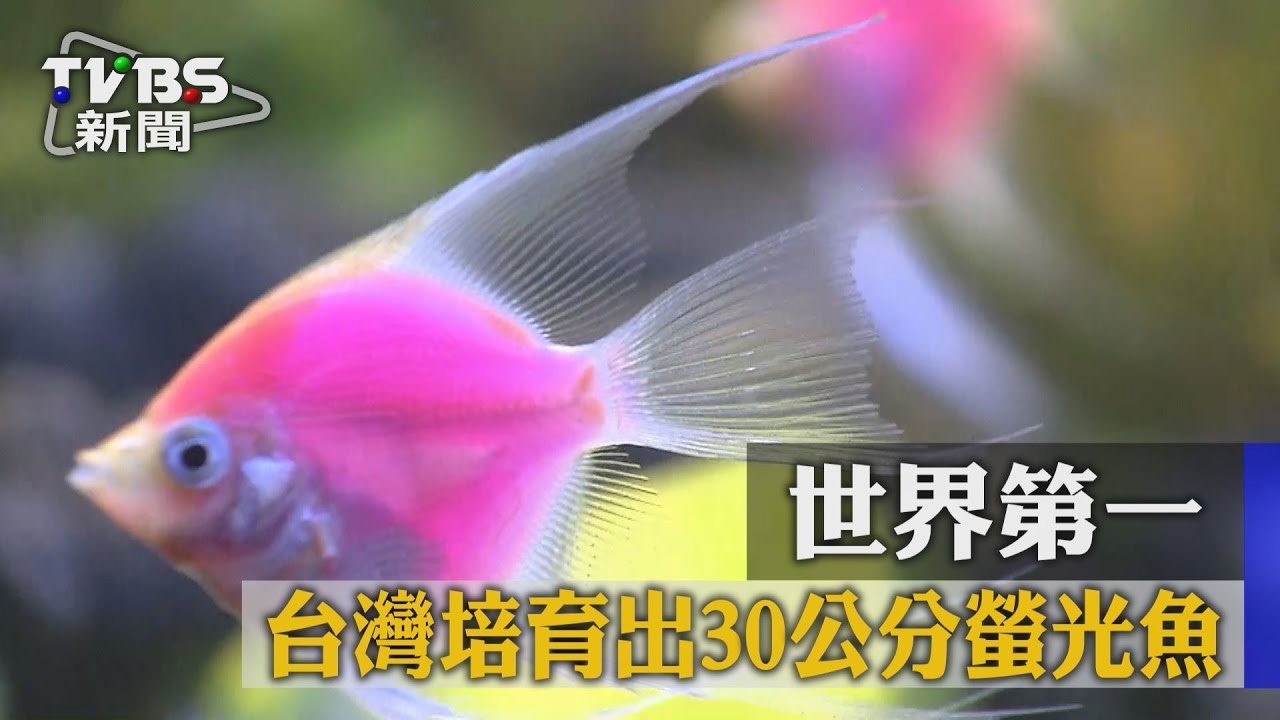 【TVBS】世界第一！　台灣培育出30公分螢光魚