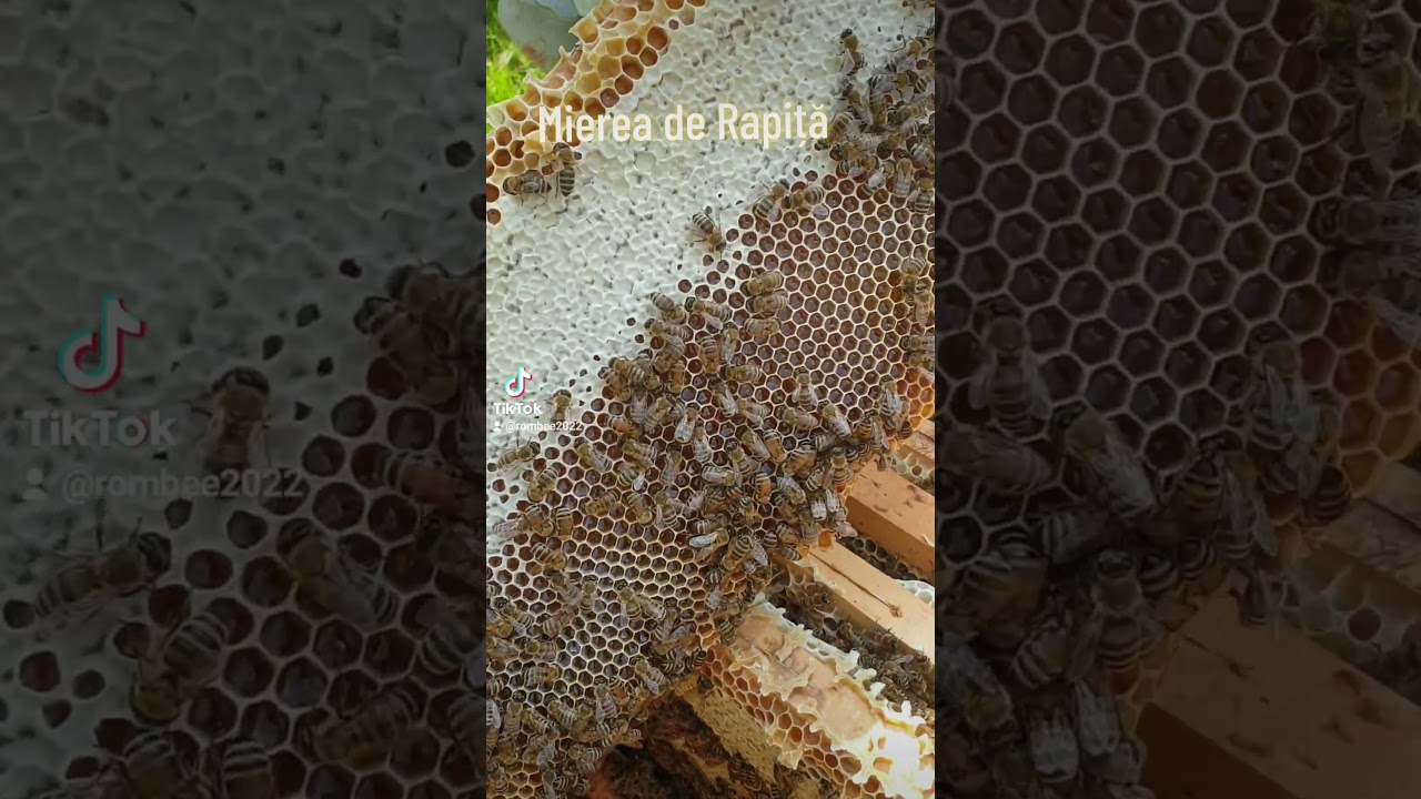 Rama miere #miere #honey