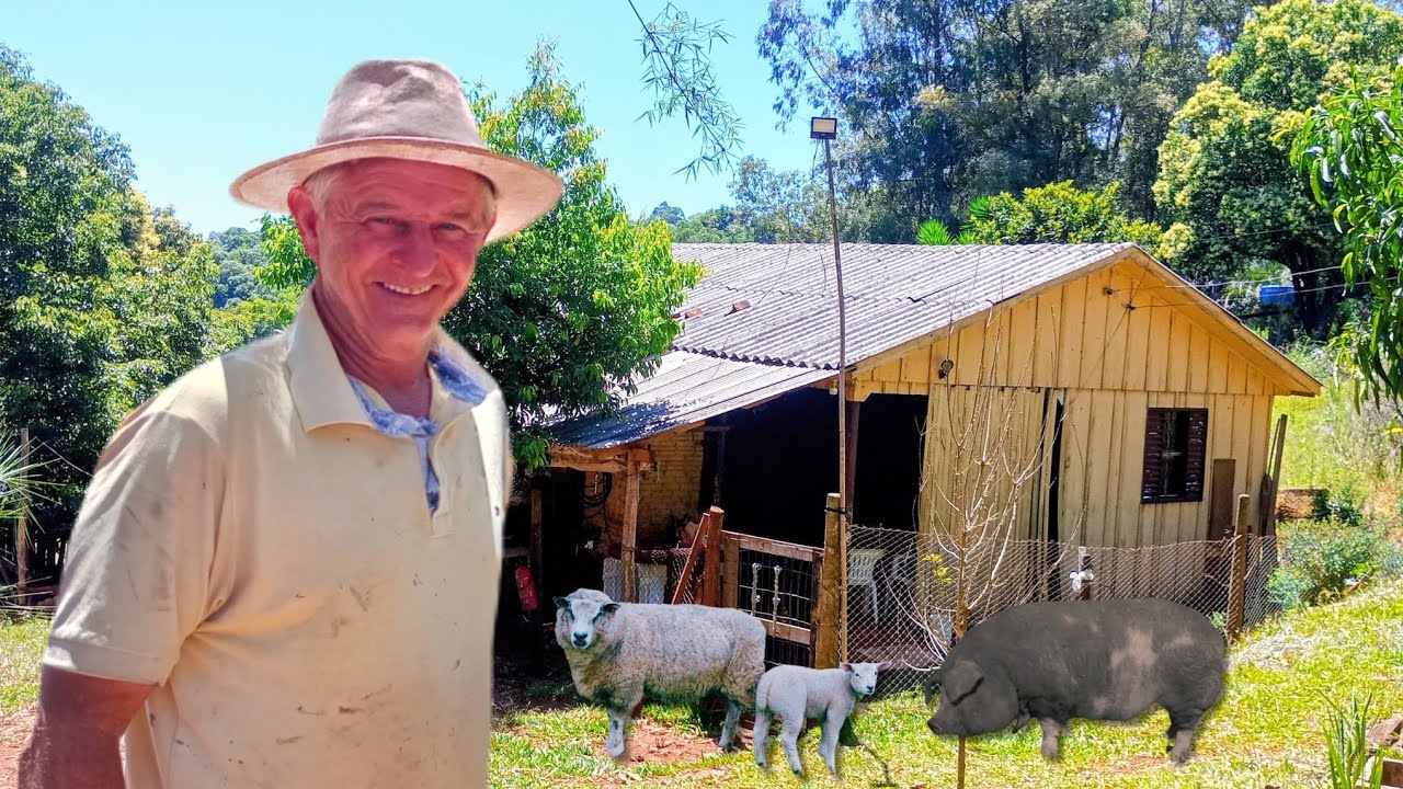 HOMEM INVENTOR MORA SOZINHO E CRIA PORCOS GIGANTES NA ROÇA