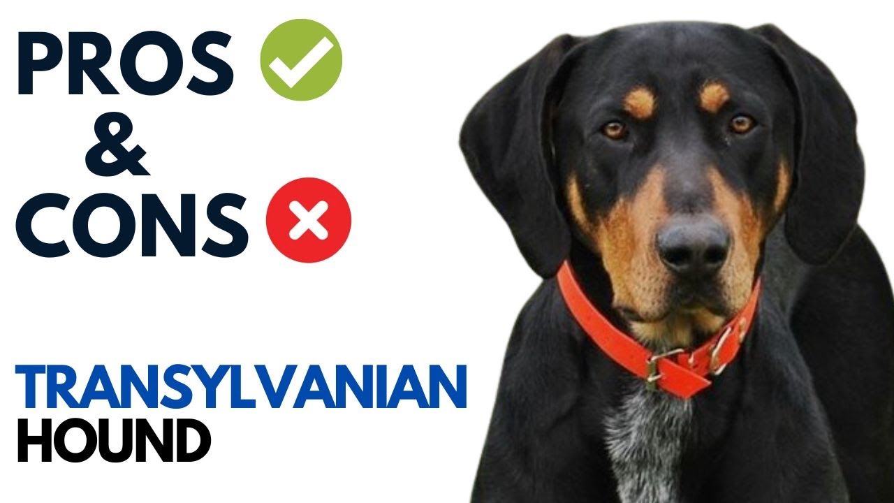 Transylvanian Hound Pros and Cons | erd&eacute;lyi kop&oacute; copoi ardelenesc Dog Advantages and Disadvantages