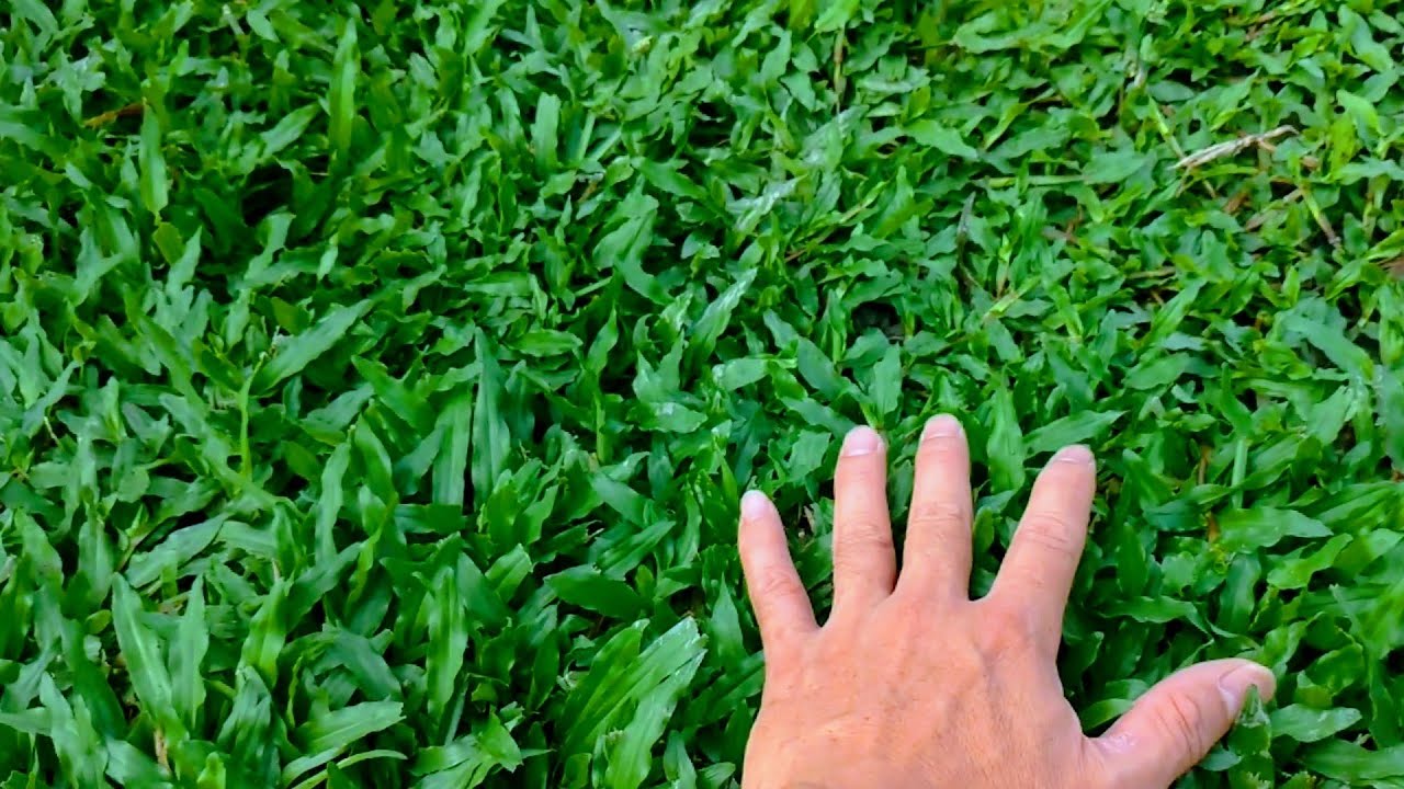 果園中的「地毯草」，喜愛草生栽培的人可以參考看看！