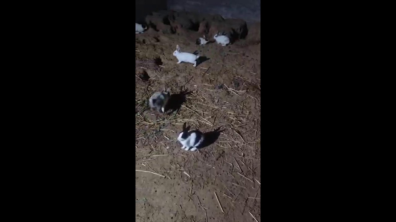 Night Life of Pet Rabbits #cute🐰🍎🐰#rabbit #babyanimals #bunny #baby