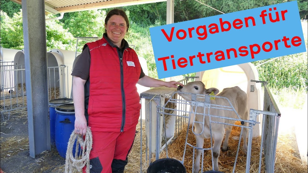 Tiertransporte: Vorgaben und Gesetze beim Transport von Kühen und Kälbern 🐮
