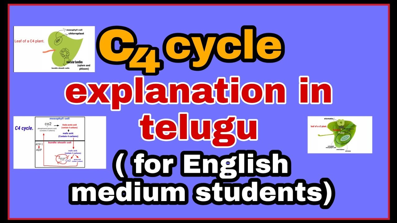 C4 cycle explanation in telugu.