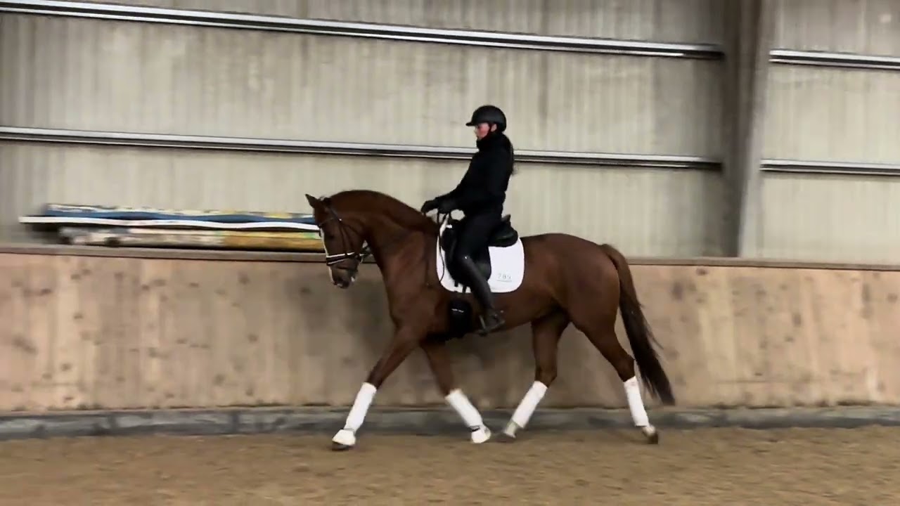 Mare Forsale 7 yr
