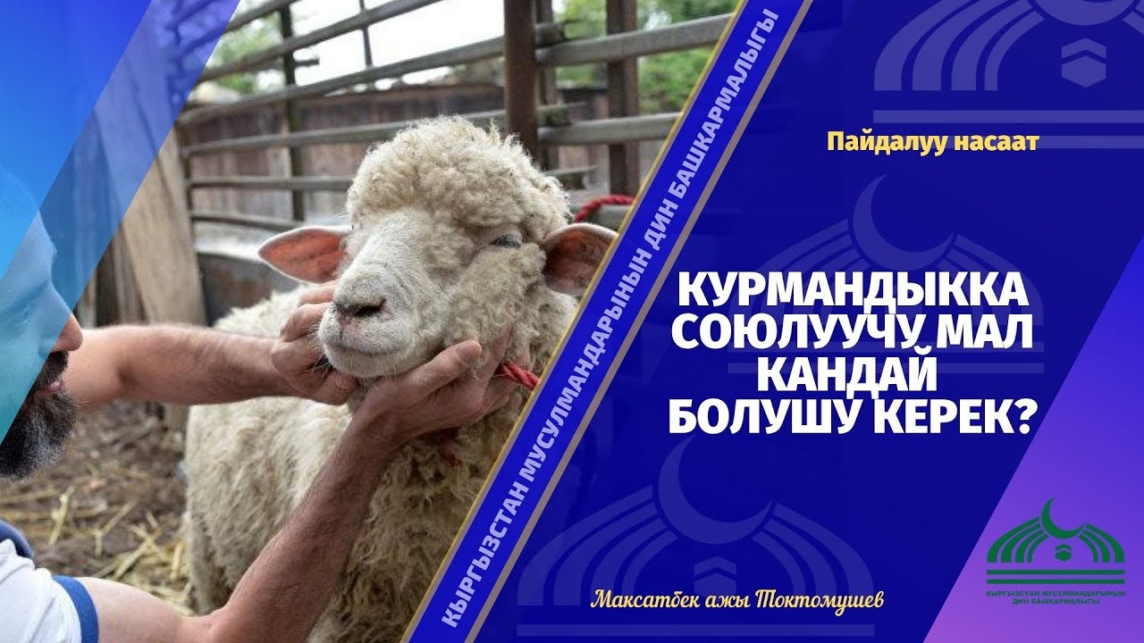 Курмандыкка союлуучу мал кандай болушу керек?