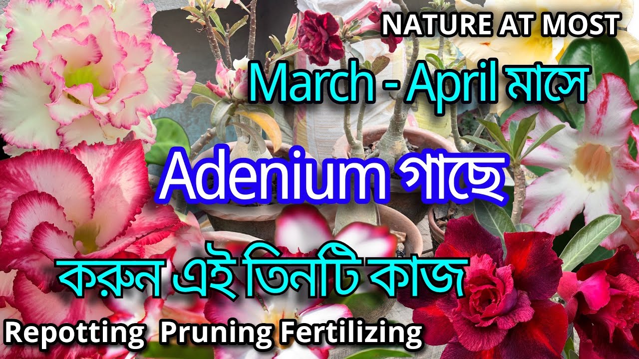Adenium গাছের গরম পড়ার আগের পরিচর্যা (March - April) | Adenium plant care after dormancy | 