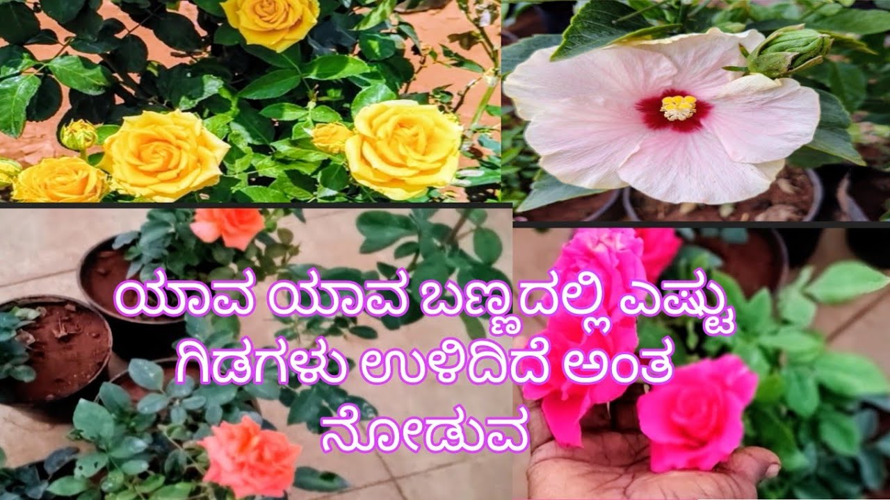 ಯಾವ ಯಾವ ಬಣ್ಣದಲ್ಲಿ ಎಷ್ಟು ಗಿಡಗಳು ಉಳಿದಿದೆ ಅಂತ ನೋಡುವ ಬನ್ನಿ 