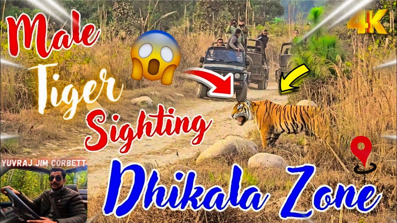 Male Tiger Sighting Ho Gyi Dhikala Zone Ki First Safari Main 🤩 