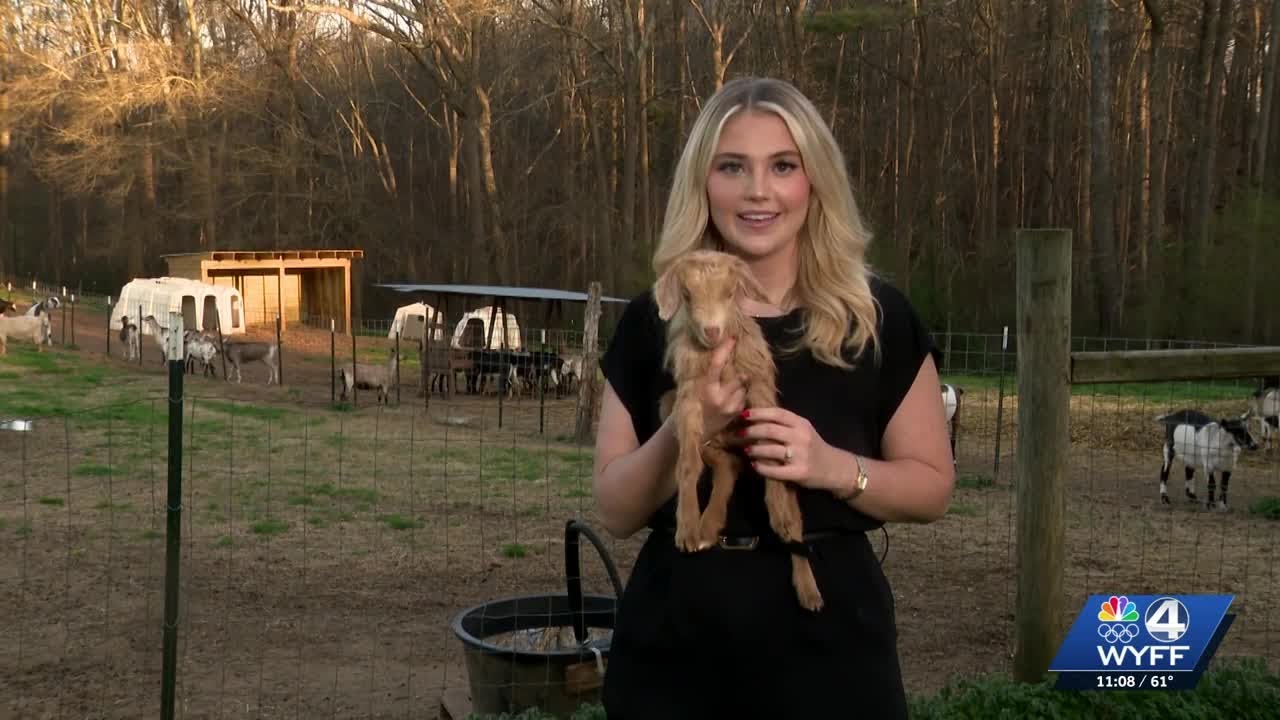 Recent 'royal delivery' at Upstate farm is major step in preserving rare breed of goat