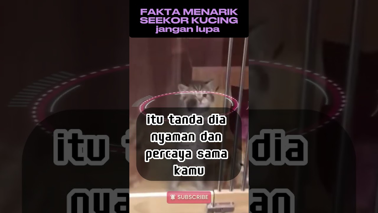 Bukan Mitos! Fakta Mengejutkan Tentang Kucing yang Jarang Diketahui 