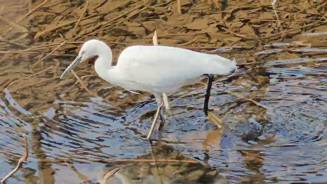 불암산 나비정원 중대백로의 먹이활동/Great Egret/ 20260310-41