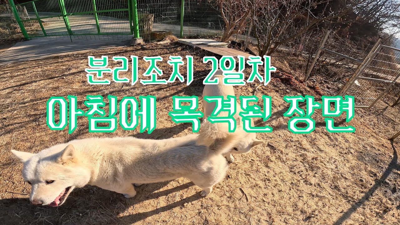 분리 조치 2일 차, 아침에 목격된 장면