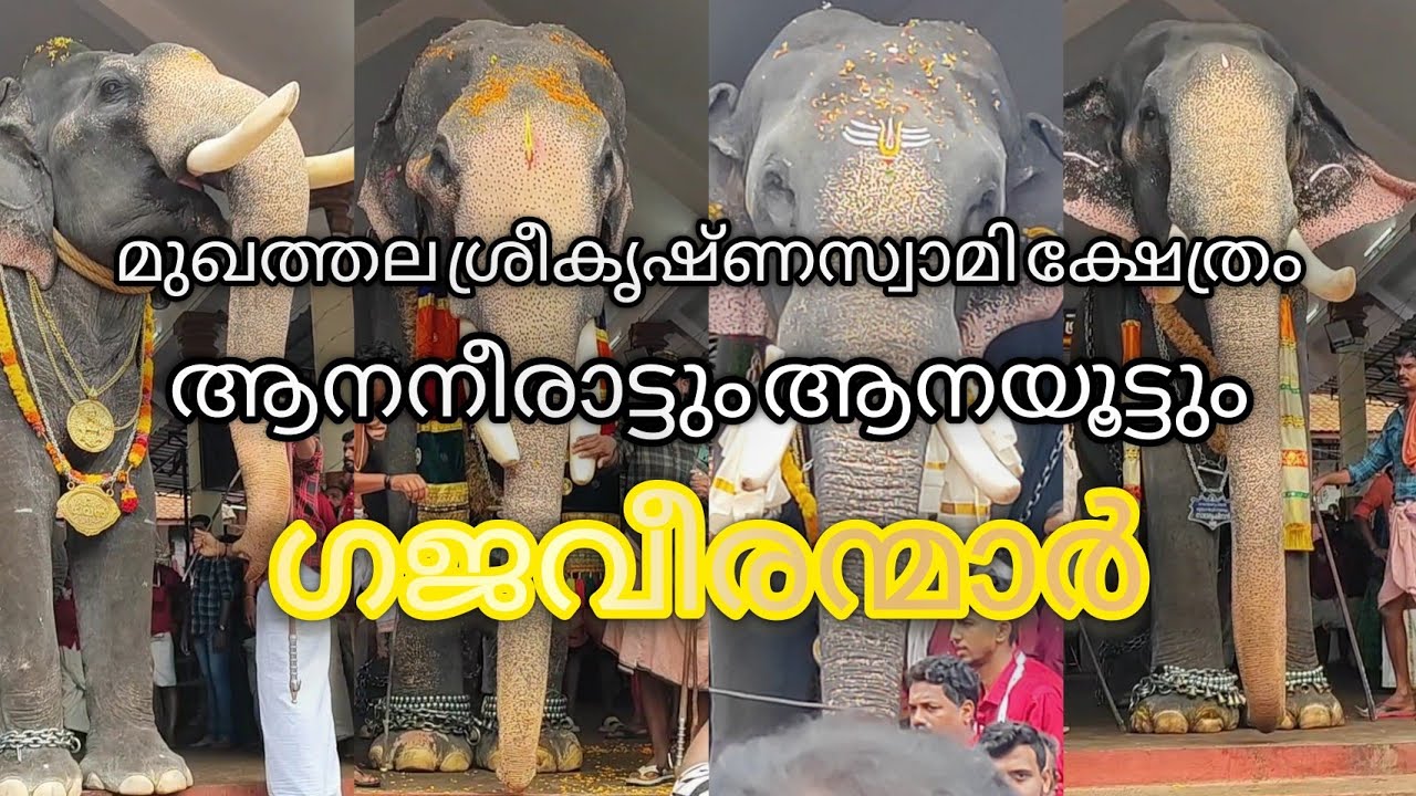 Mukhathala Srikrishna Swamy Temple / ആന നീരാട്ടും ആനയൂട്ടും മുഖത്തല  