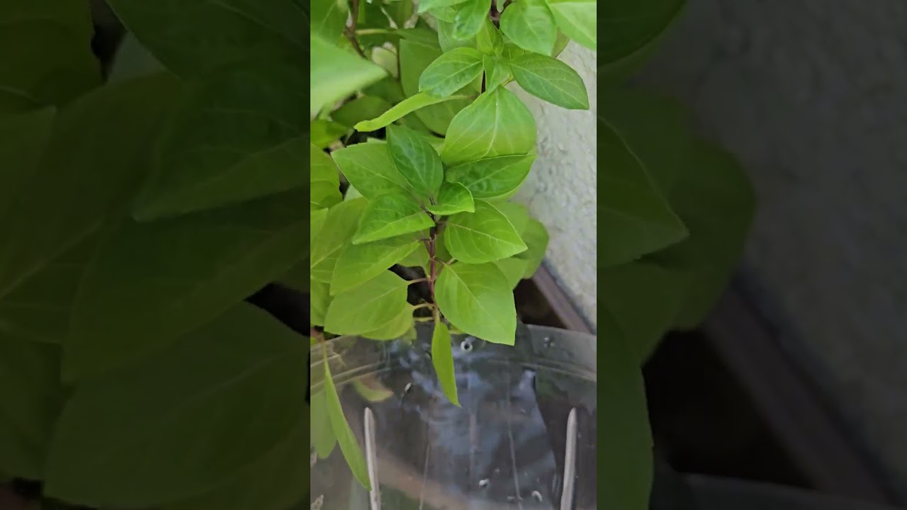 Aguando as plantas.