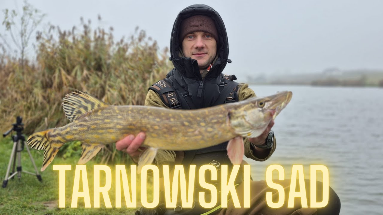 Szczupaki na spinning z łowiska TARNOWSKI SAD!