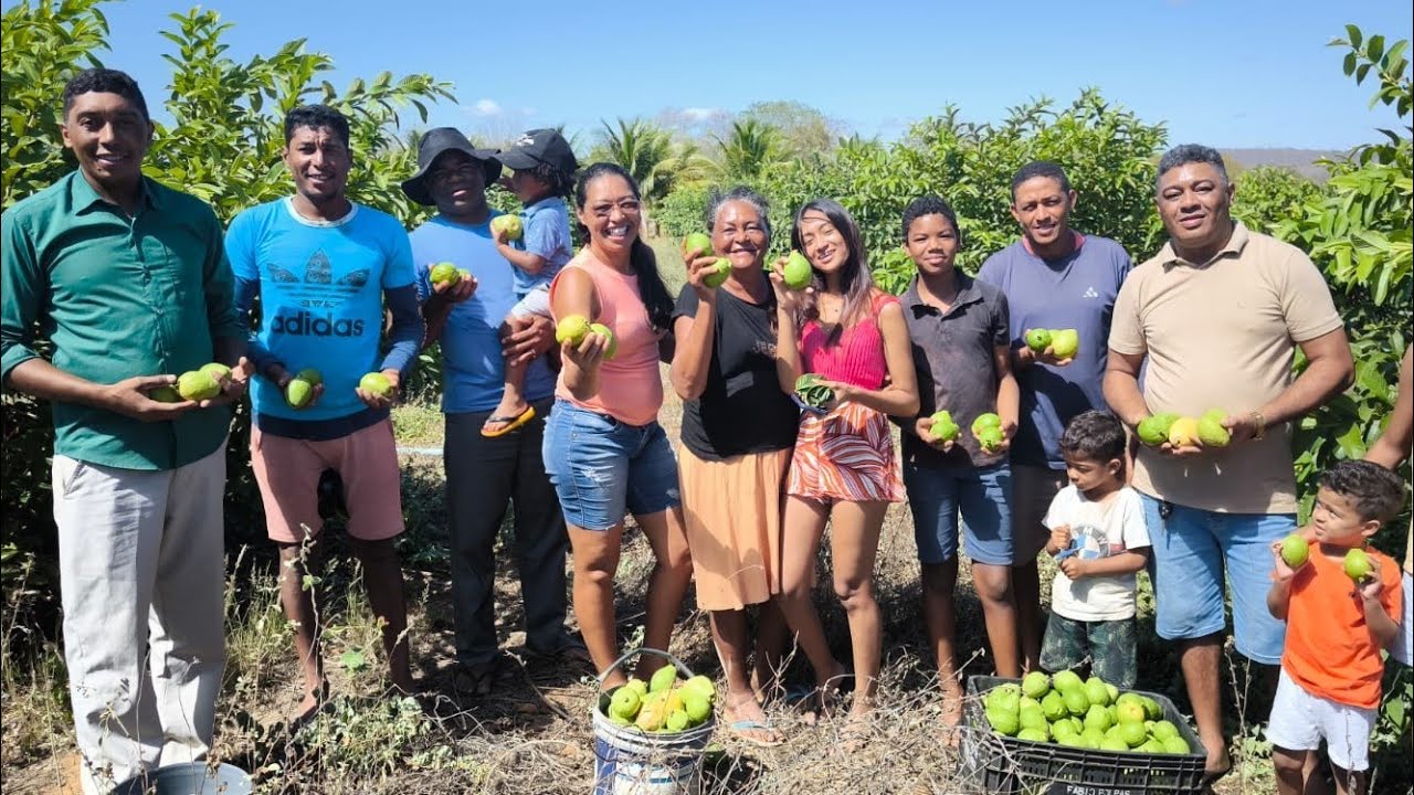 COLHEITA DE GOIABA EM MIRANDIBA PERNAMBUCO VEJA A POTÊNCIA NA AGRICULTURA DO SERTÃO NORDESTINO.