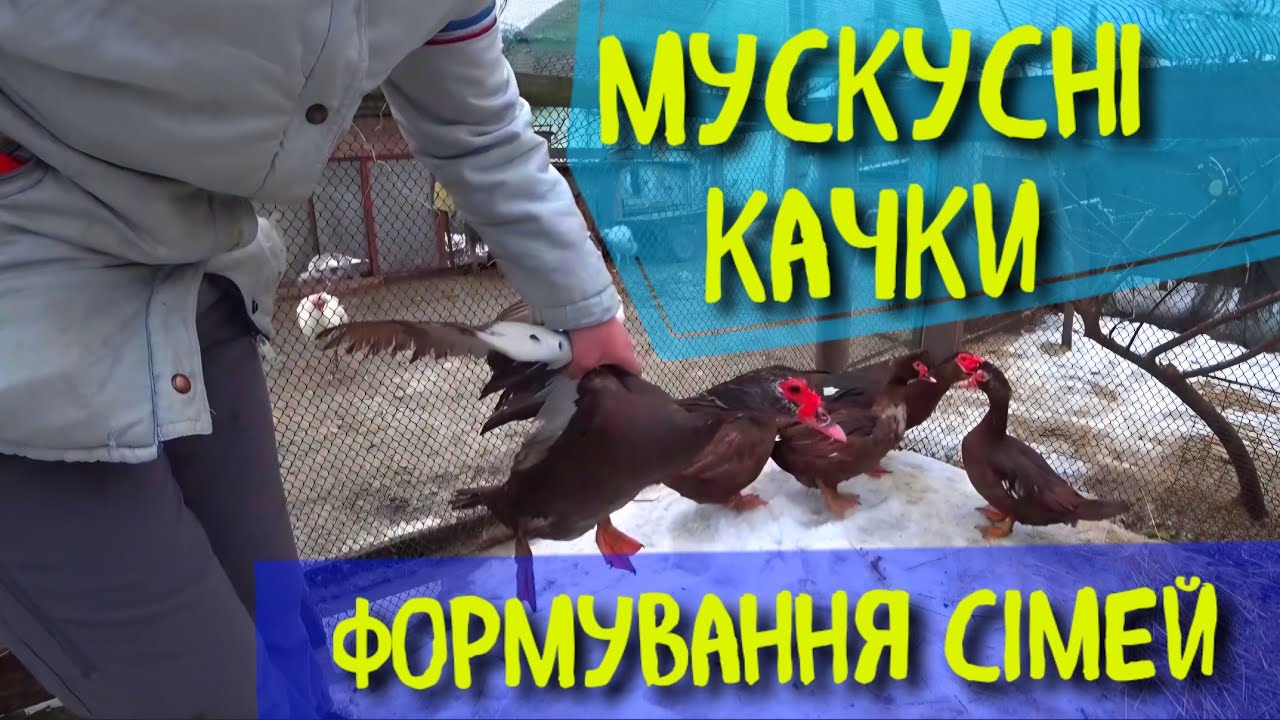 ЧОМУ СІМЇ ІНДОКАЧОК НА ПОДВІР'Ї РОЗДІЛЕНІ ПО КОЛЬОРУ?