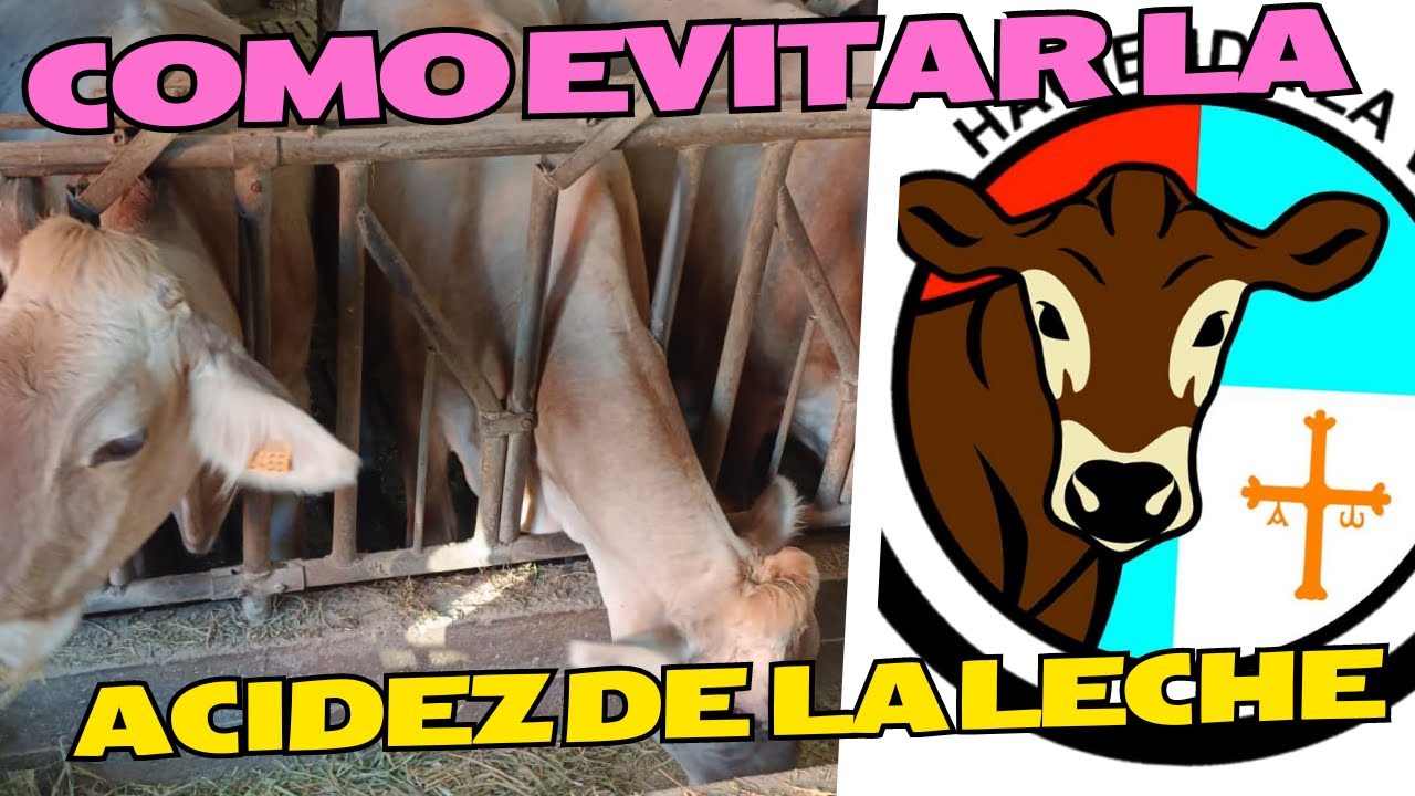 COMO EVITAR LA ACIDEZ EN LA LECHE DE MIS VACAS?...