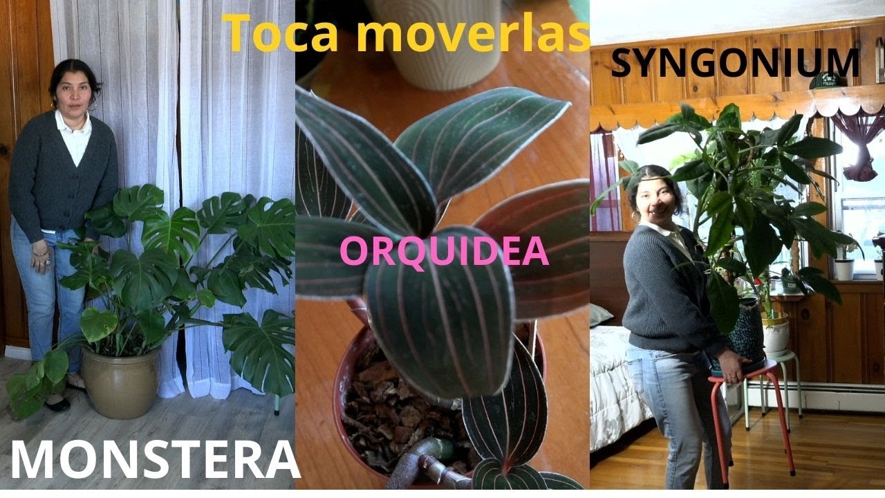 Plantas muy GRANDES que TAPAN la iluminacion
