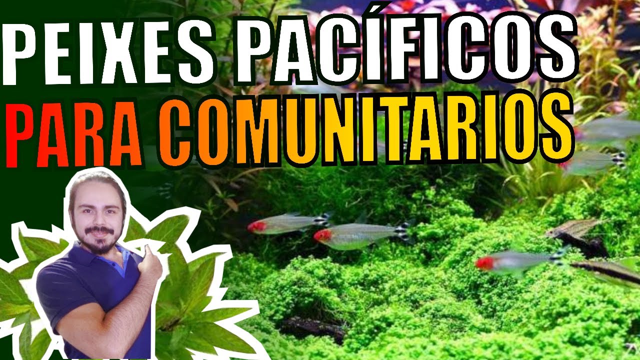 🔴TOP 10 PEIXES PACÍFICOS PARA AQUÁRIOS COMUNITÁRIOS |Mr. Betta|