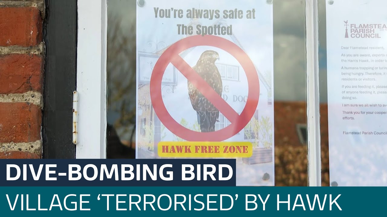 Hertfordshire village 'terrorised' by dive-bombing hawk