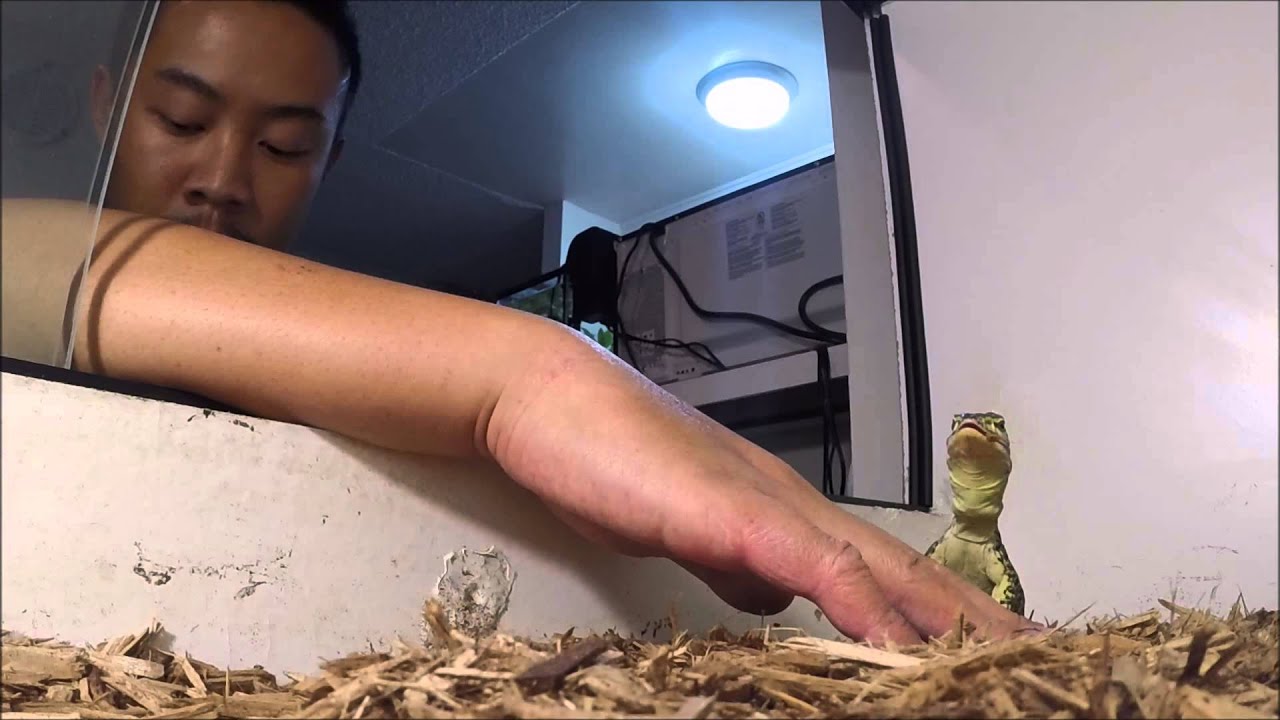 Juvenile Argus Monitor Trusting Session