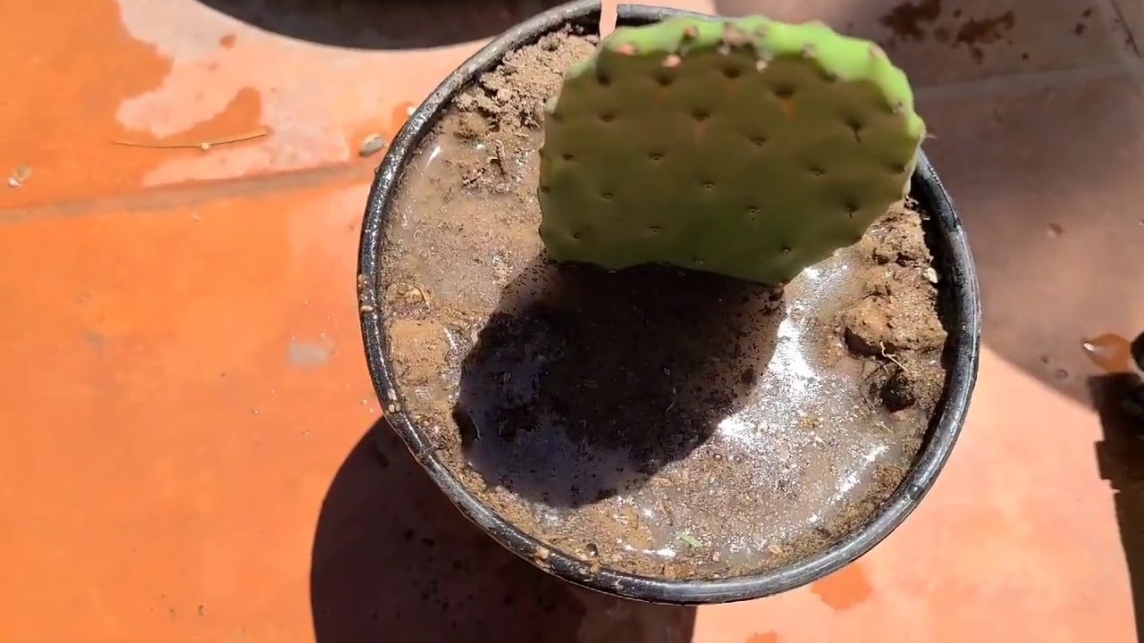 Como germinar un nopal y de r&aacute;pidamente secreto revelado