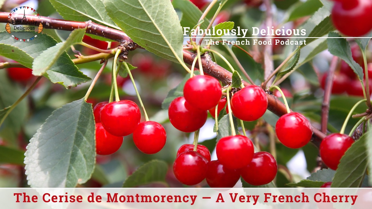 Вишнёвая вишня «Cerise de Montmorency» — очень французский сорт вишни.