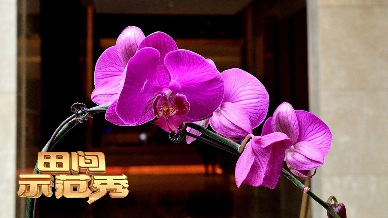 种植蝴蝶兰保姆级入门技巧来了！专家手把手教你如何提高蝴蝶兰品质！|「田间示范秀」20221219