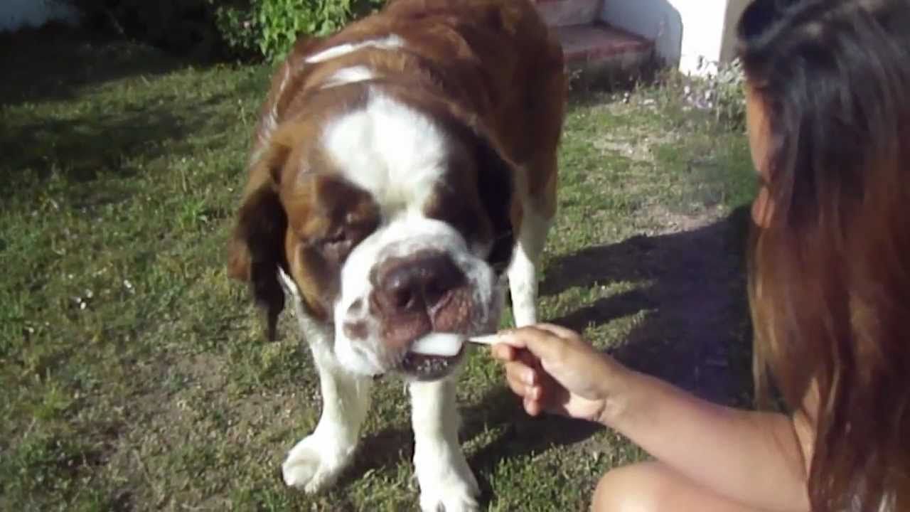 St Bernard eating a popsicle