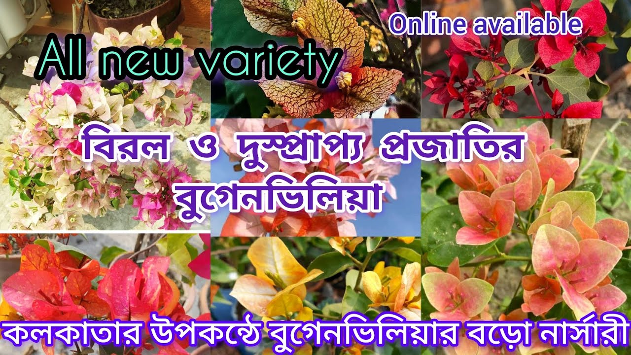 সেরা বুগেনভিলিয়া নার্সারি//Rare variety Bougainville nursery//Biggest Bougainvillea nursery
