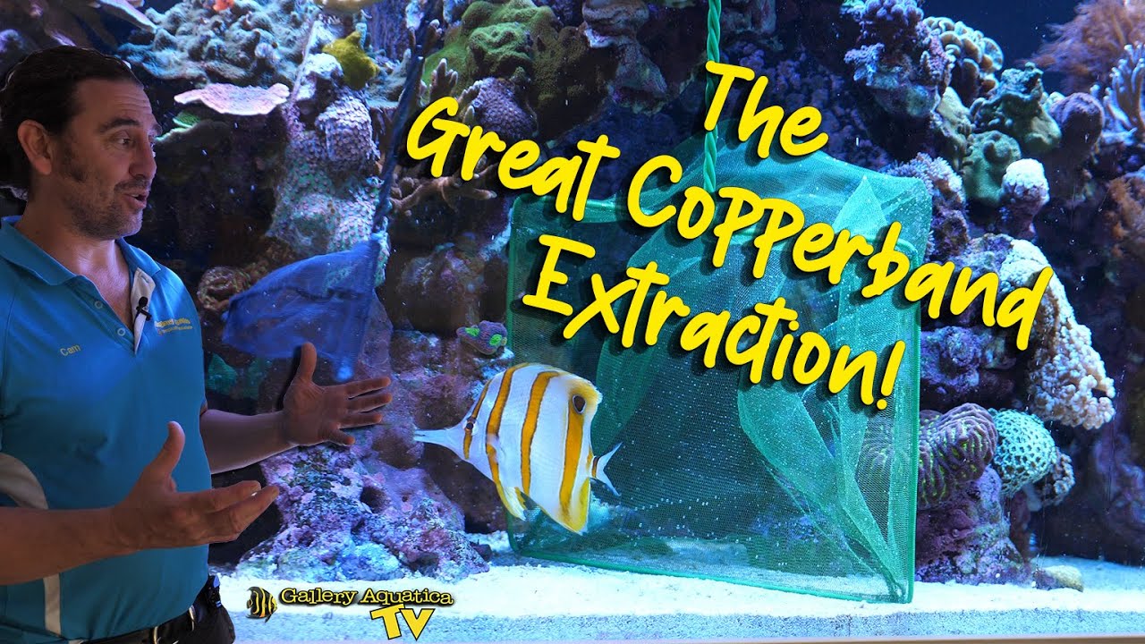 The Great Copperband Extraction!
