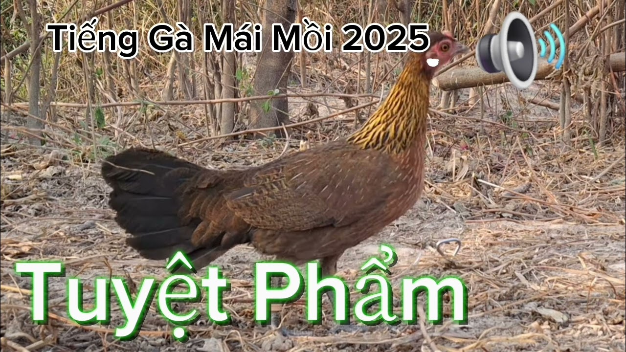 Tuyệt Phẩm ( Tiếng Gà Mái Rừng ) Gọi Trống ( Cực Sung ) 2025