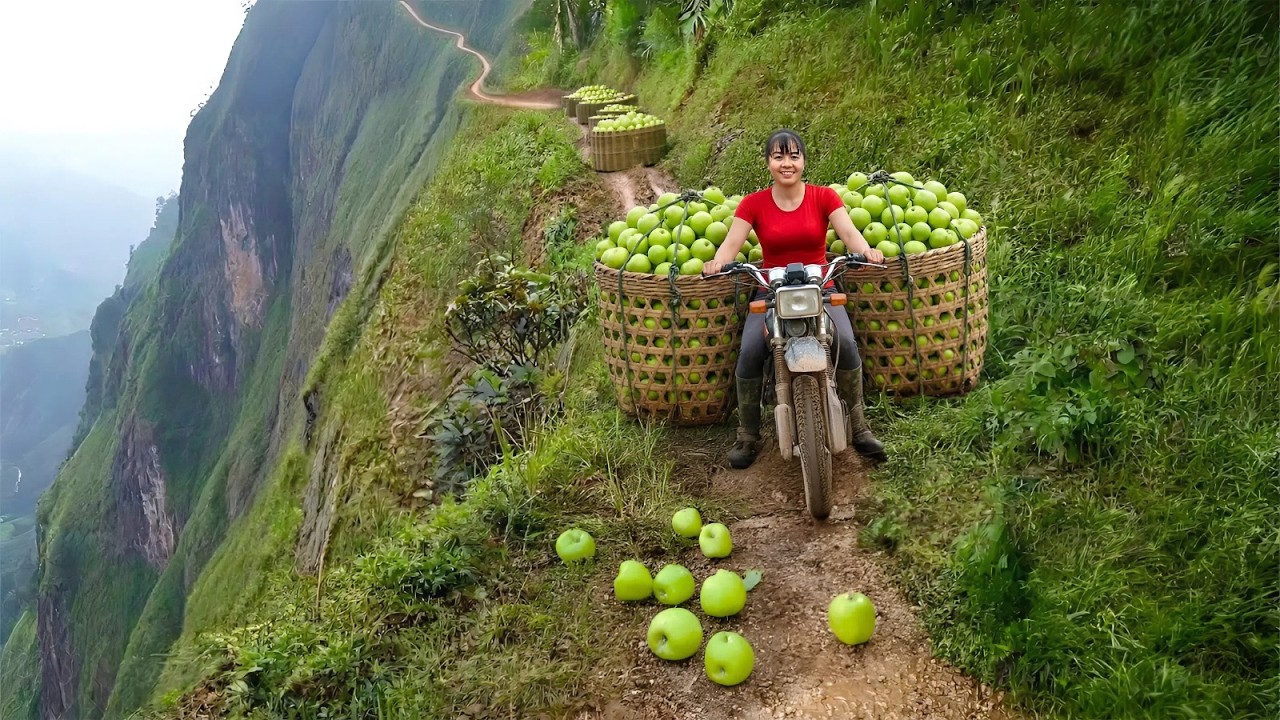 TIMELAPSE -- Harvest Massive Green Apples, Overloaded Apple Transport Bikes Extreme Mountain Tracks