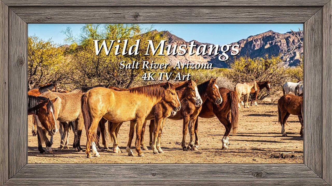 Wild Mustangs of the Salt River (4K) | Ambient Framed TV Art | Tonto National Forest Arizona Horses