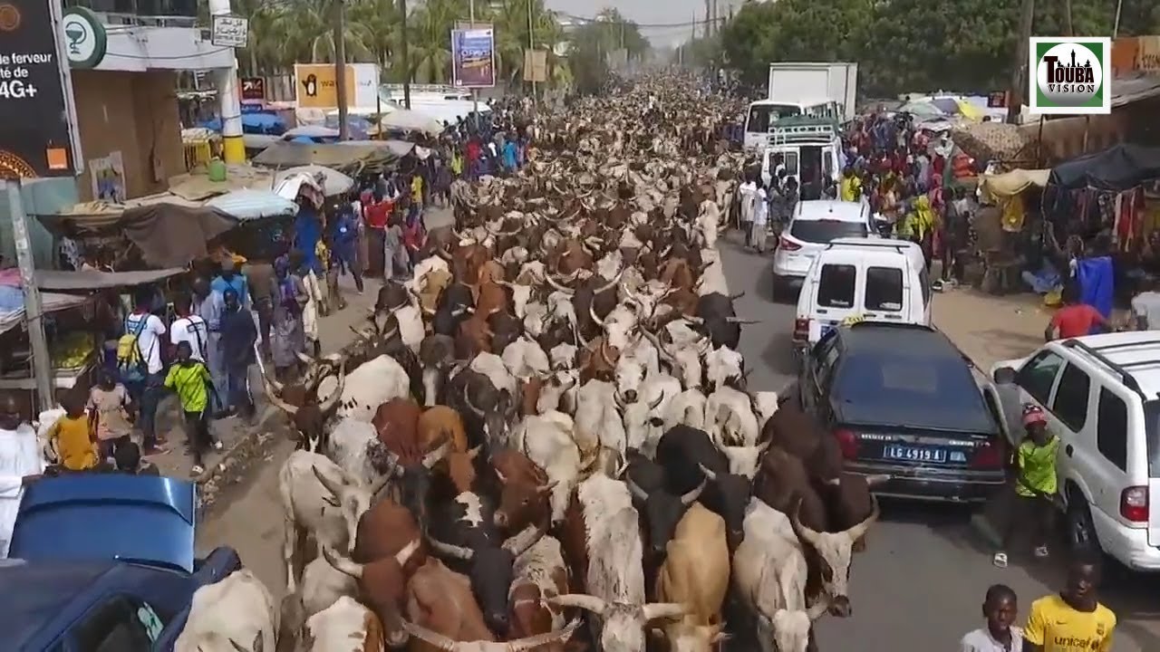Magal Touba 2018 L' arrivée des bœufs de Cheikh Béthio