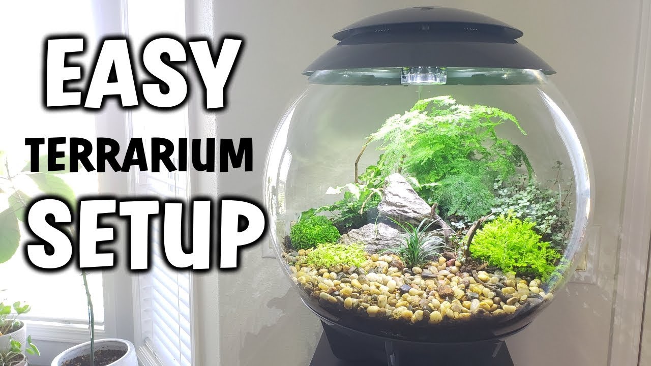 How To Set Up A Closed Terrarium With Plants - EASY TUTORIAL