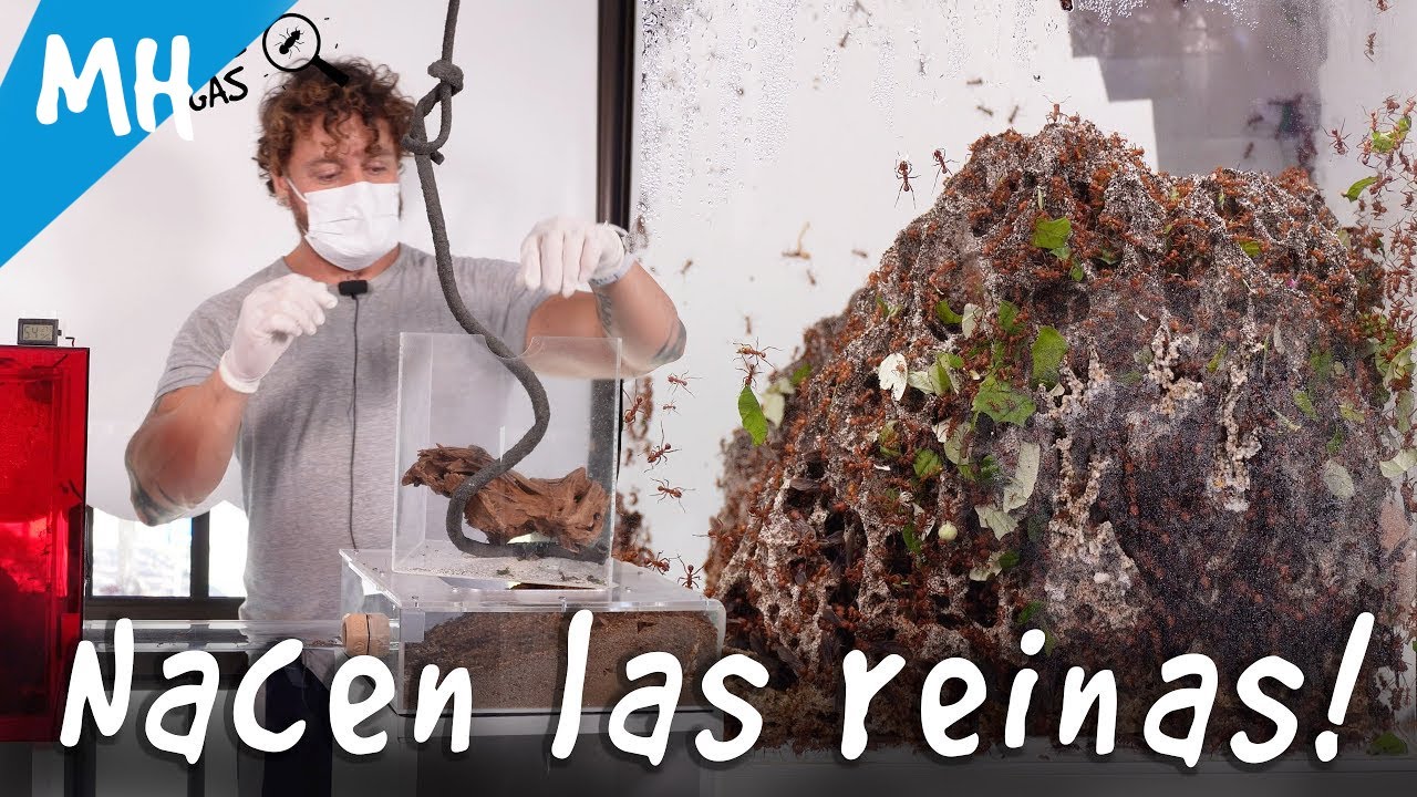 Hormigas Reinas y una infección mortal. Cuenta atrás para salvar al hongo ! Acromyrmex Octospinosus