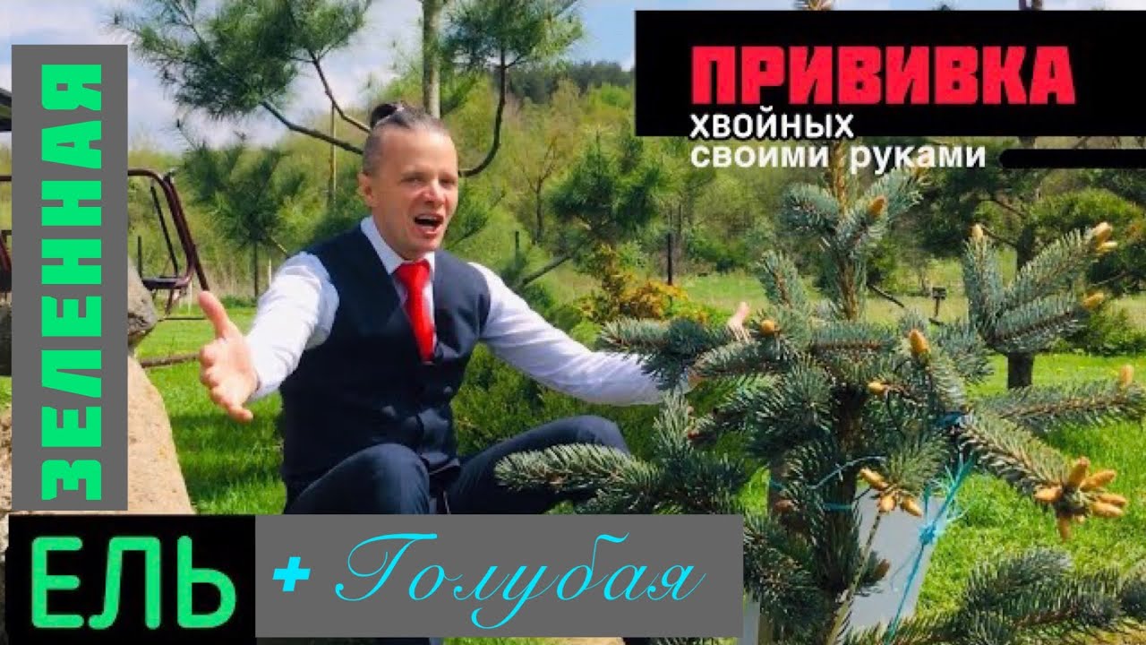 ЕЛЬ ГОЛУБАЯ прививка на ель зеленую