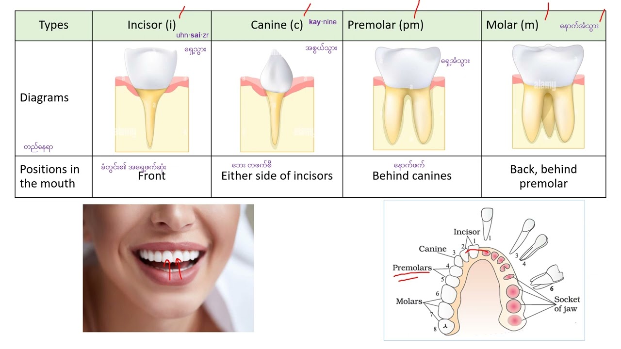The process of digestion ___Dental formula in human