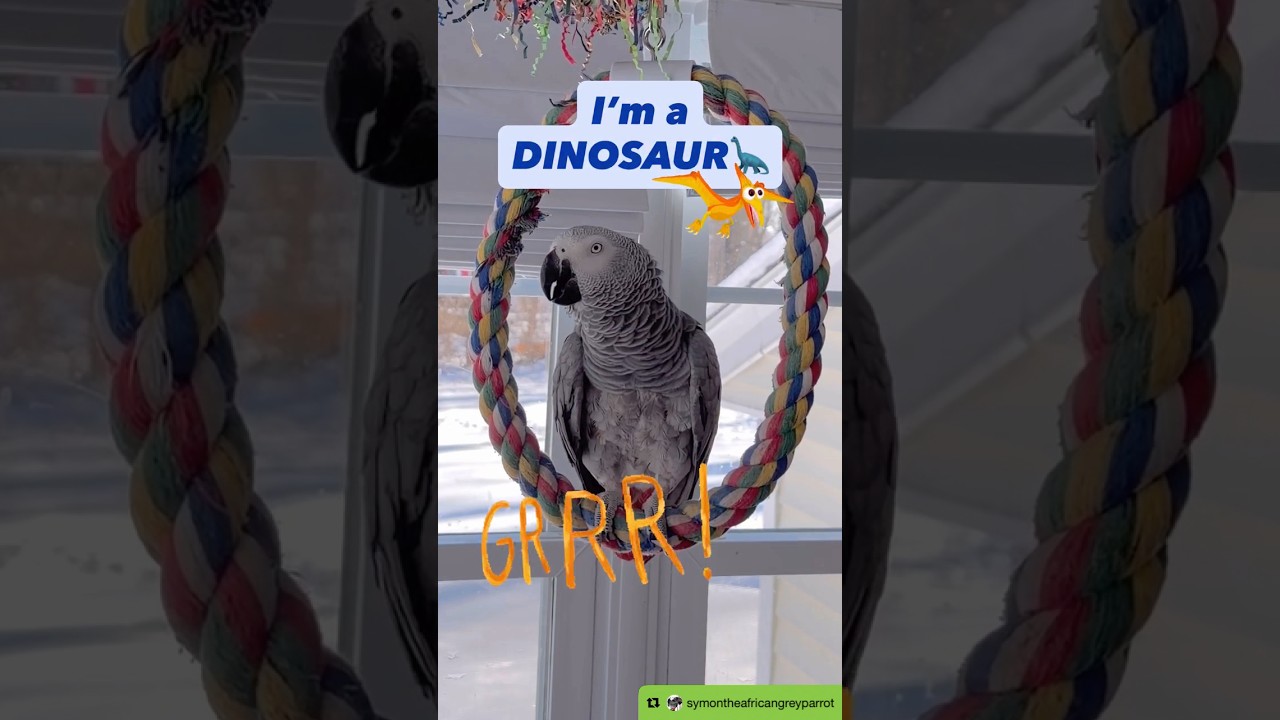 Symon says: I’m a Dinosaur🦕Grrrrrrrrrrrr🤭🦜Please Subscribe❤️