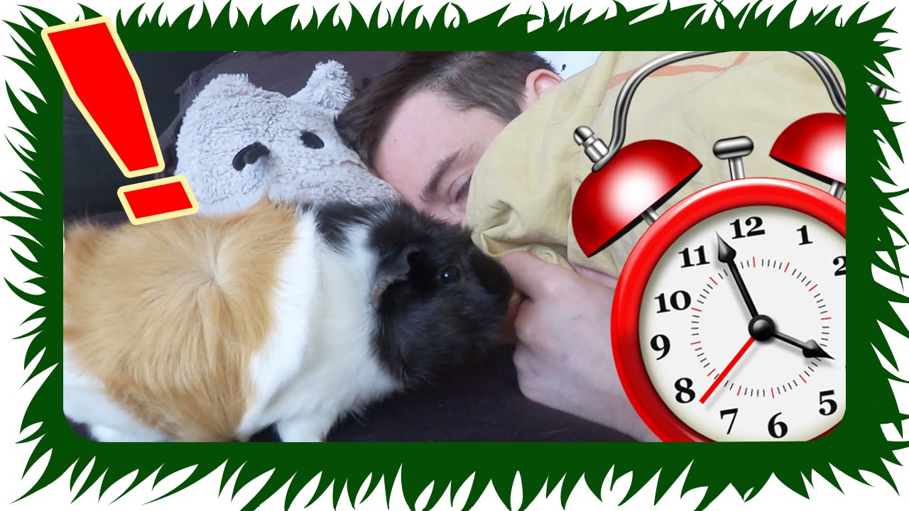 ANNOYING GUINEA PIG ALARM CLOCK | The Guinea Pigs