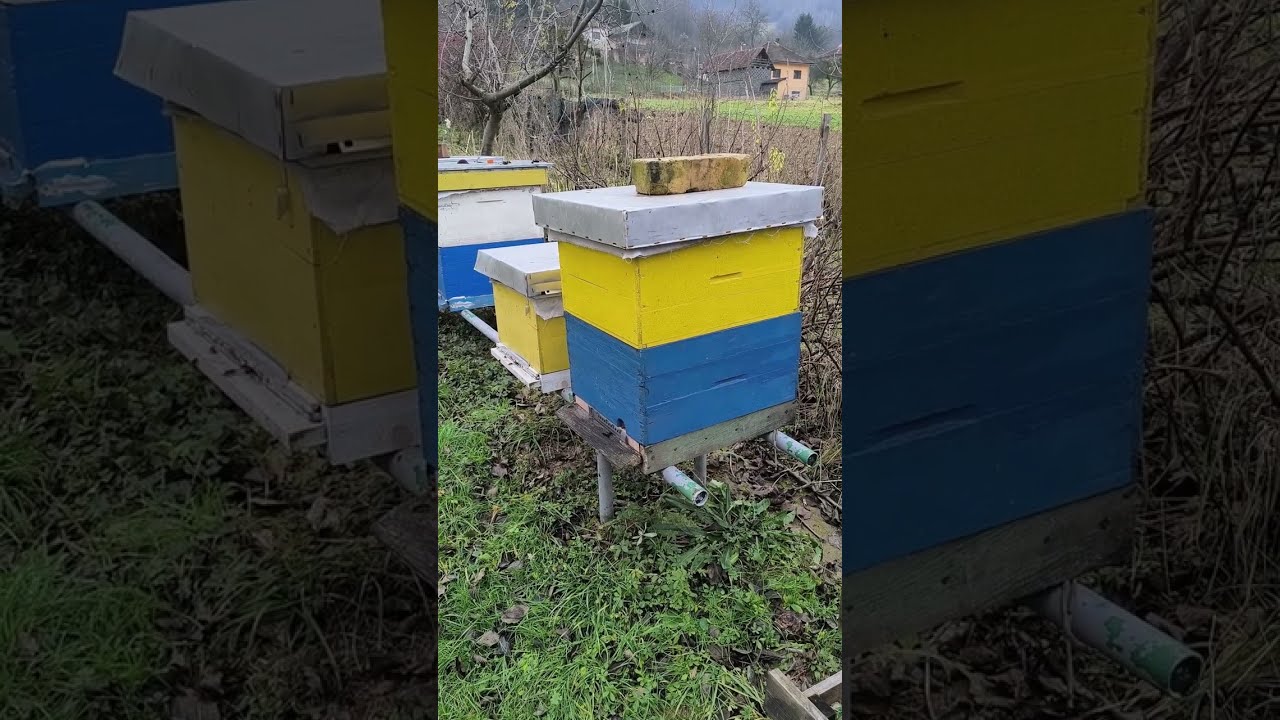 Pčelinjak 6.12.+9'C